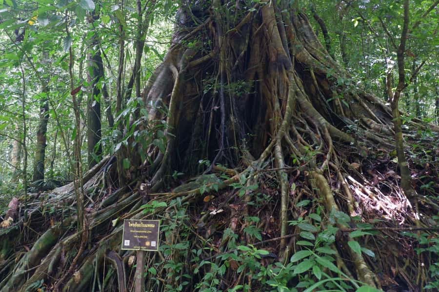 Khao Lak: Full-Day Khao Sok Jungle Walk and Canoeing Tour - Key points at a glance