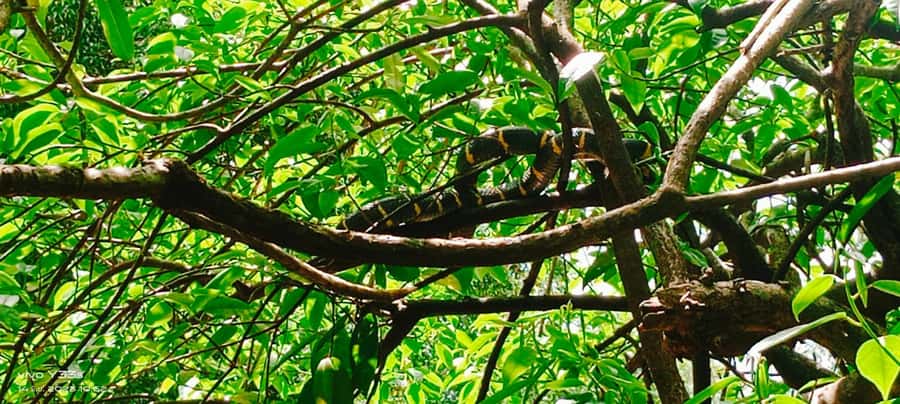 Khao Lak: Full-Day Khao Sok Jungle Walk and Canoeing Tour - From Khao Lak to Khao Sok by comfortable van