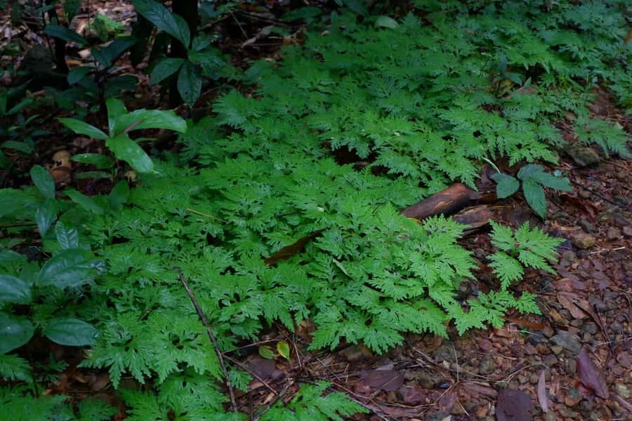 Khao Lak: Full-Day Khao Sok Jungle Walk and Canoeing Tour - Banghuarat Waterfall and a possible river break
