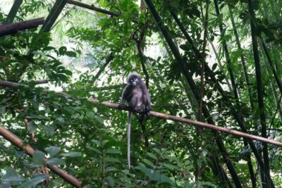 Khao Lak: Full-Day Khao Sok Jungle Walk and Canoeing Tour