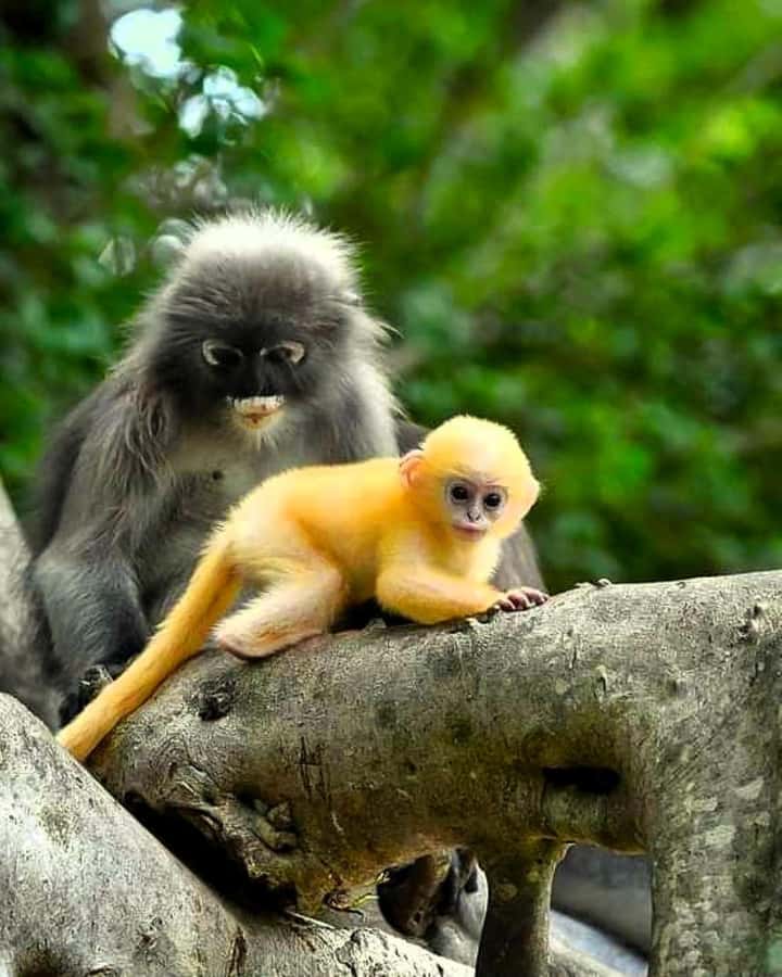 Khao Lak: Full-Day Khao Sok Jungle Walk and Canoeing Tour - Canoeing the Sok River below the cliffs
