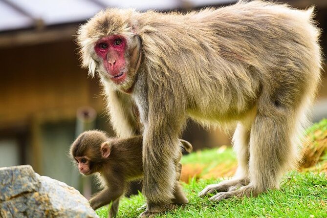 Kyoto Arashiyama Walking Tour: Bamboo, Monkeys, Gardens & Secrets - Why this Arashiyama tour covers more than bamboo