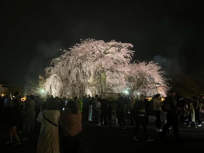 Kyoto: Gion Walking Tour - Gion-Kobu, Shinbashi, and Shirakawa