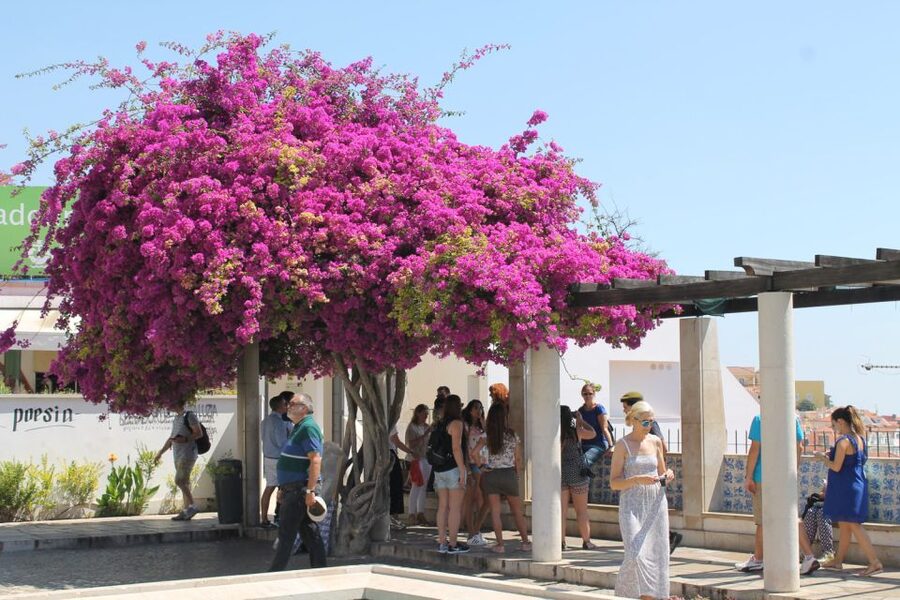 Lisbon: Full-Day Private Walking Sightseeing Tour - Lisbon Cathedral and the city’s older layers