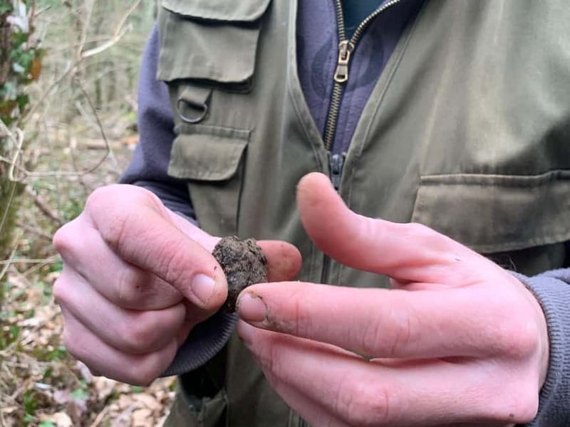 Livade: Guided Truffle Hunting Walking Tour - Meeting Nikola in Livade