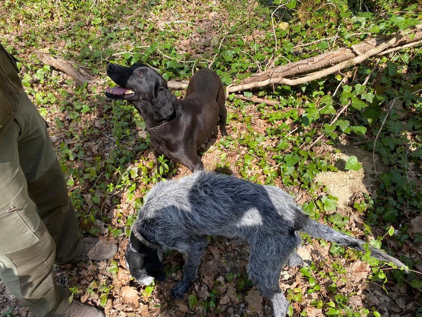 Livade: Guided Truffle Hunting Walking Tour - Price, timing, and practical value