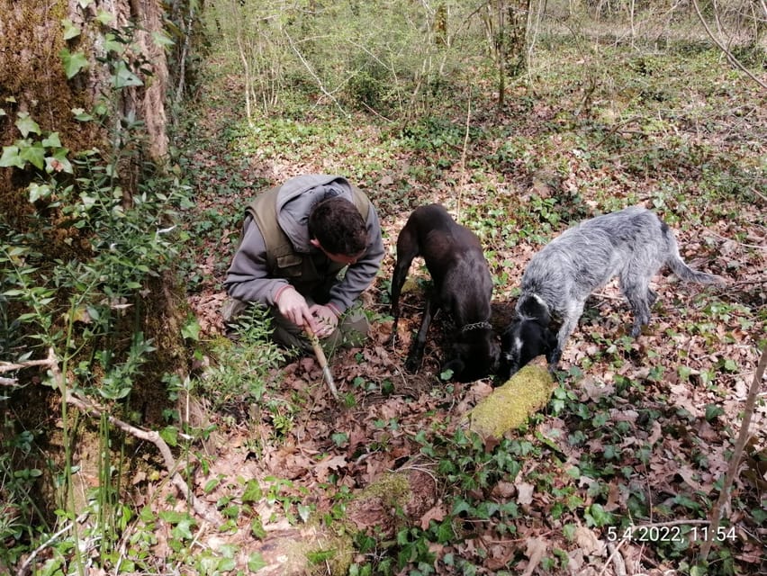 Livade: Guided Truffle Hunting Walking Tour - Should you book the Livade truffle hunt?
