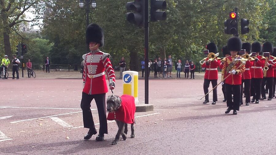 London: Changing of the Guard Walking Tour - Clarence House, the Mall, and Buckingham Palace
