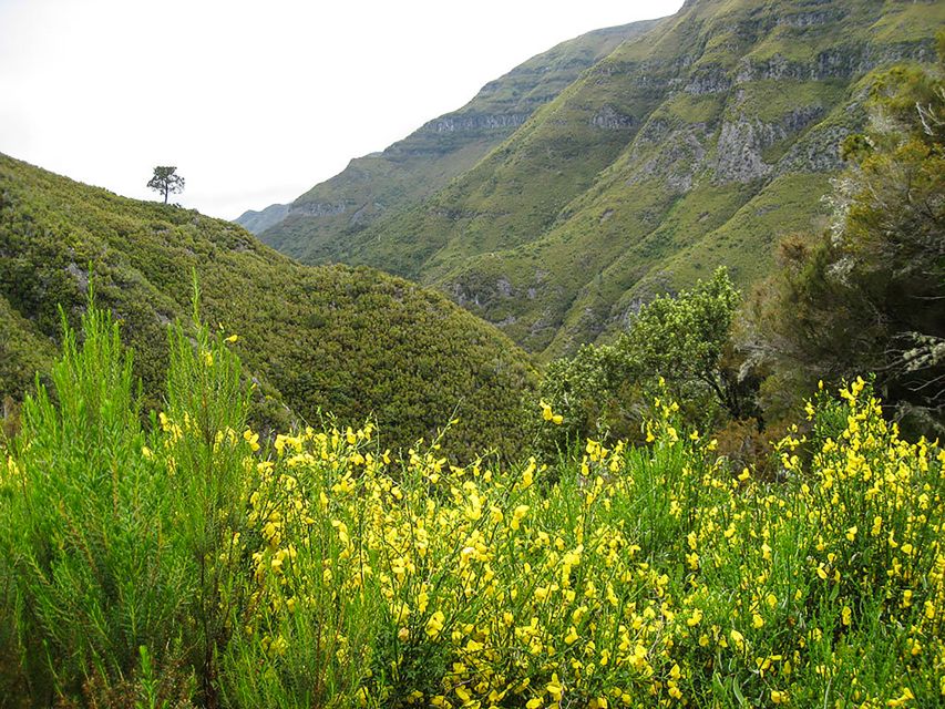 Madeira: Enjoy a Guided Levada Walk in the Rabaçal Valley - Why the Rabaçal Valley walk is worth your day