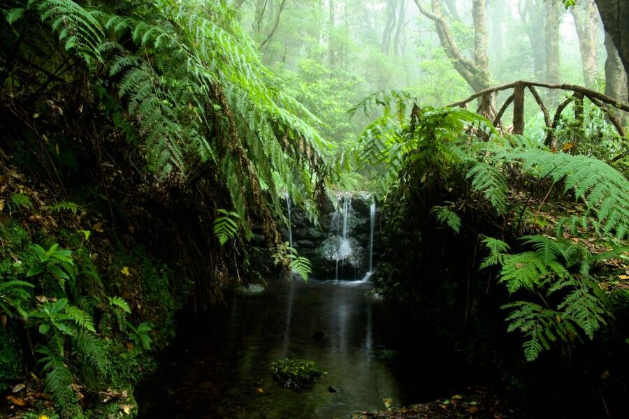 Madeira Island: Caldeirão Verde Levada Walk - Reaching Caldeirão Verde waterfall