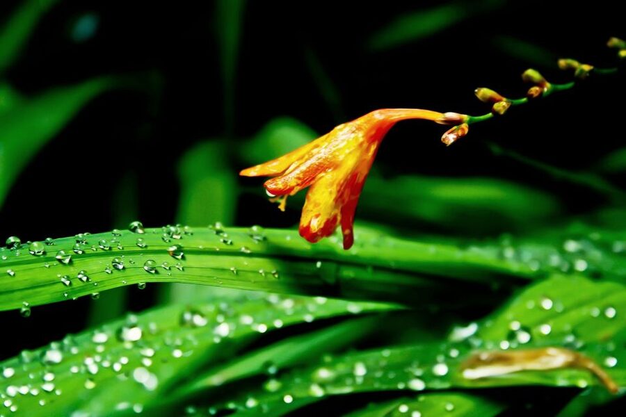 Madeira Island: Caldeirão Verde Levada Walk - Timing, pace, and physical demands