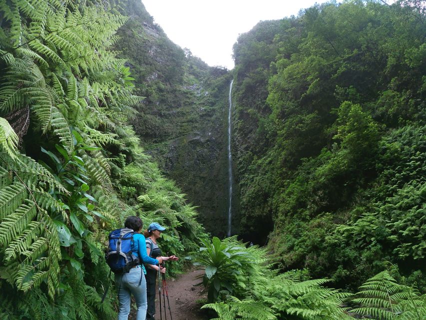 Madeira Island: Caldeirão Verde Levada Walk - From your hotel to Queimadas Forest Park