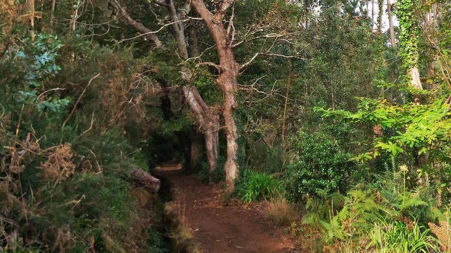 Madeira: Paradise Valley Levada Walk - Should you book the Paradise Valley walk?