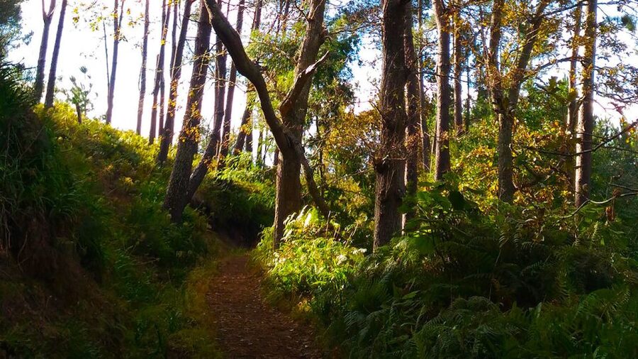 Madeira: Paradise Valley Levada Walk - A relaxed pace with a local stop