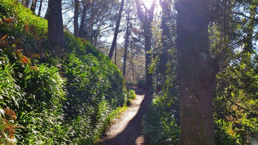 Madeira: Paradise Valley Levada Walk - What the guide adds