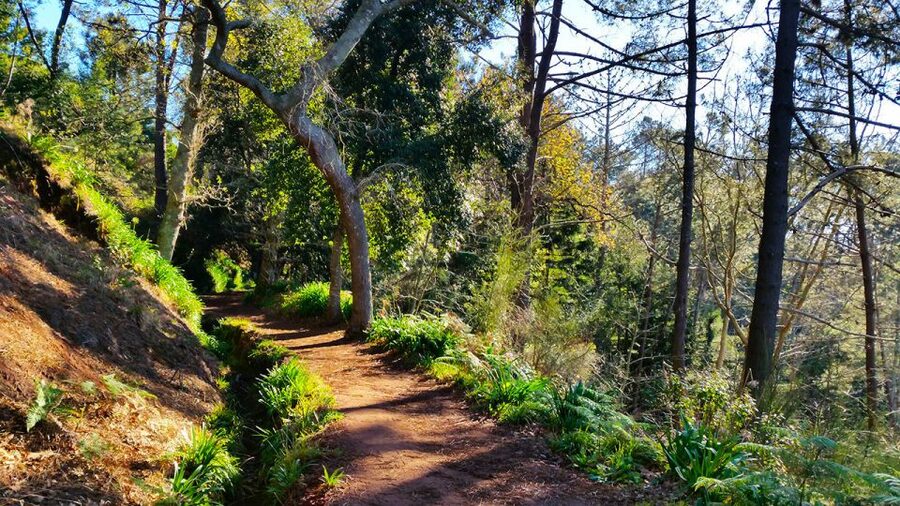 Madeira: Paradise Valley Levada Walk - Who should choose this walk