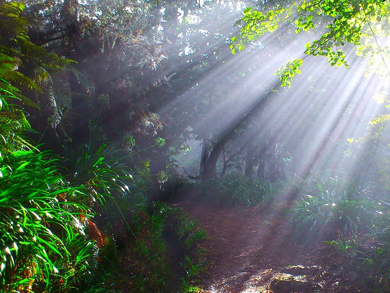 Madeira: Paradise Valley Levada Walk - From Vale do Paraíso toward Rochão