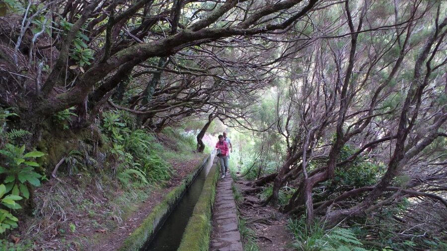 Madeira: Rabaçal 25 Fountains Levada Walk & Cabo Girão - Laurissilva forest, waterfalls, and island plants