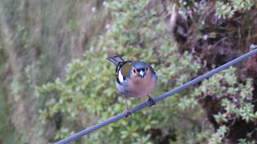 Madeira: Rabaçal 25 Fountains Levada Walk & Cabo Girão - What the guides add to the day
