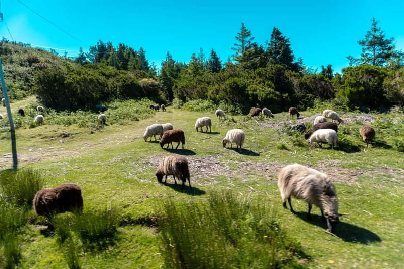 Madeira: Santana Jeep Safari and Referta Levada Walk - Key points to know before booking