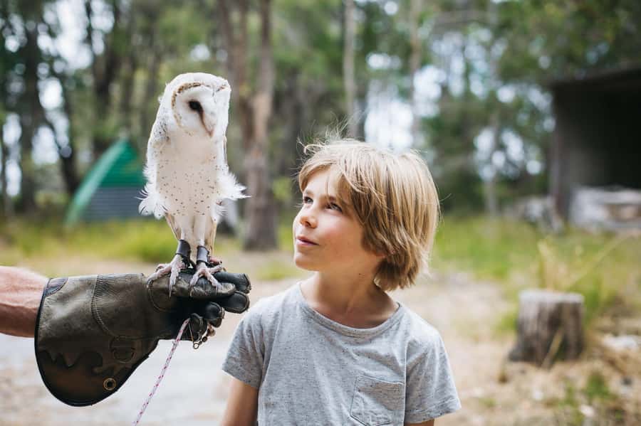 Margaret River: Birds of Prey Encounter and Forest Walk - Why this small Margaret River stop is worth your time