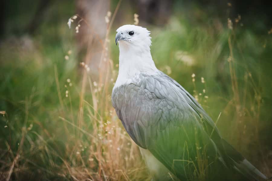 Margaret River: Birds of Prey Encounter and Forest Walk - How long to allow and how the visit flows