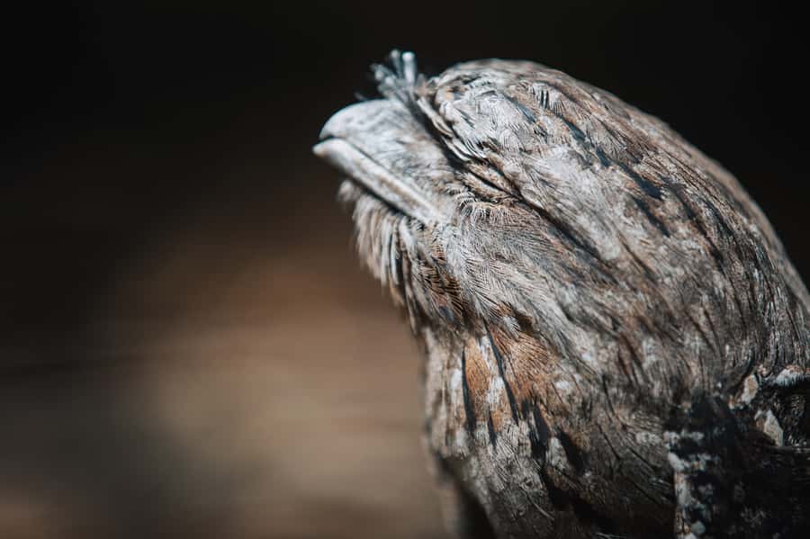 Margaret River: Birds of Prey Encounter and Forest Walk - Is $17 good value?