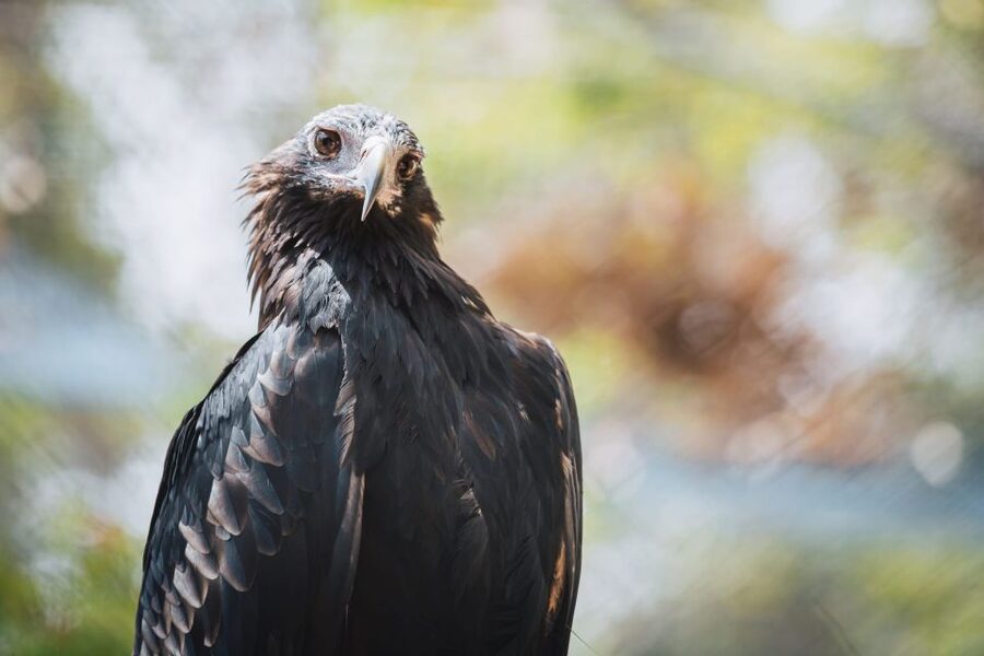 Margaret River: Birds of Prey Encounter and Forest Walk - Practical tips for a better visit