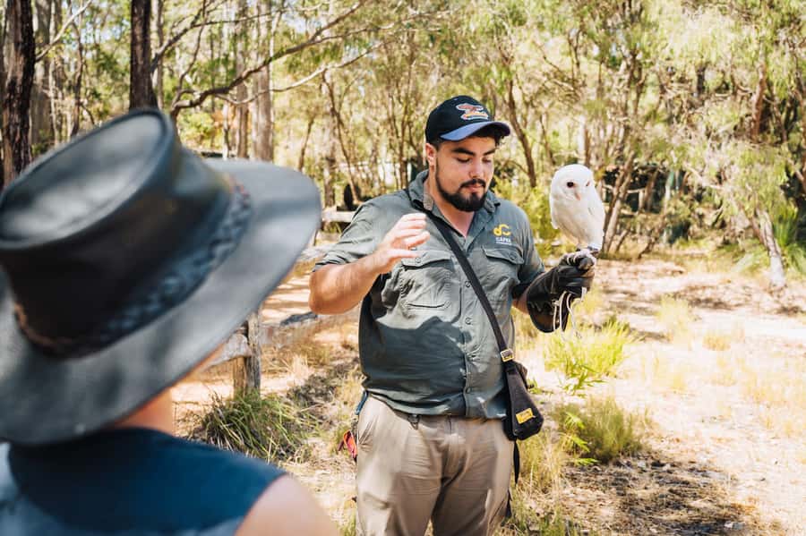 Margaret River: Birds of Prey Encounter and Forest Walk - The Bird of Prey Encounter: flight, feeding, and close views