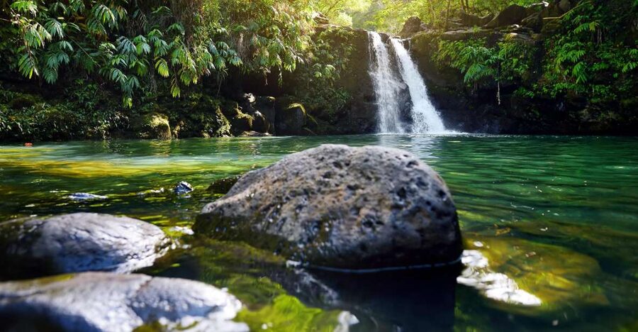 Maui: Guided Rainforest and Waterfall Walk & Swim - A short rainforest walk with a real payoff