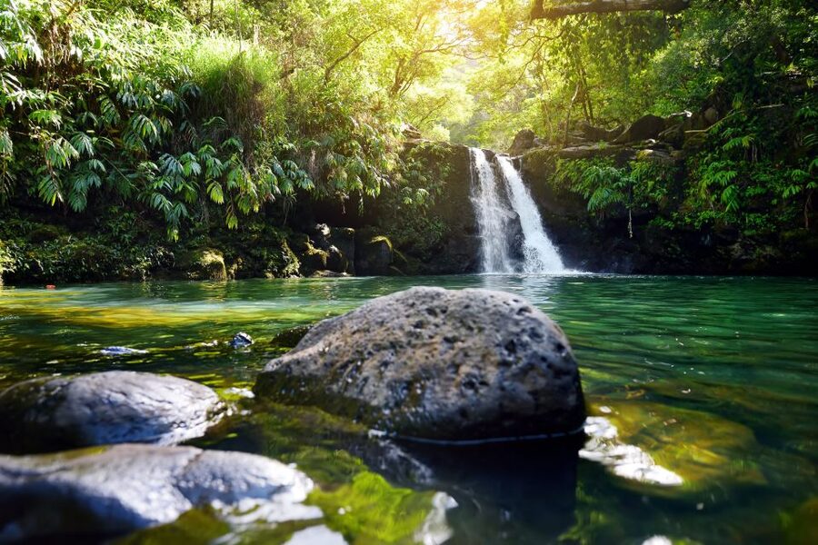 Maui: Guided Rainforest and Waterfall Walk & Swim - What the first hour gives you