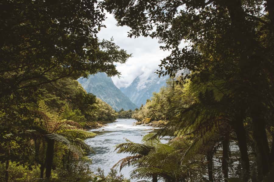 Milford Sound: Self-Guided Milford Track Day Walk - How Much Value Do You Get for $44?