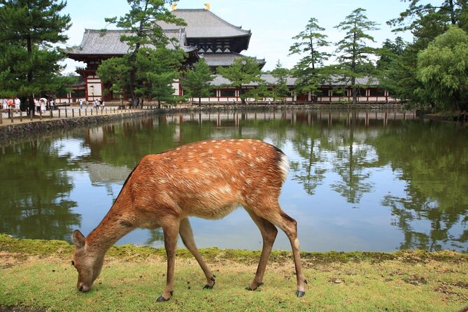 Nara Half Day Trip Walking Tour (Private Option Available) - Key details to know before booking