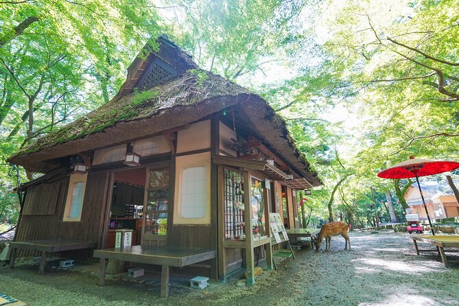 Nara Half Day Trip Walking Tour (Private Option Available) - Nara Park and the deer