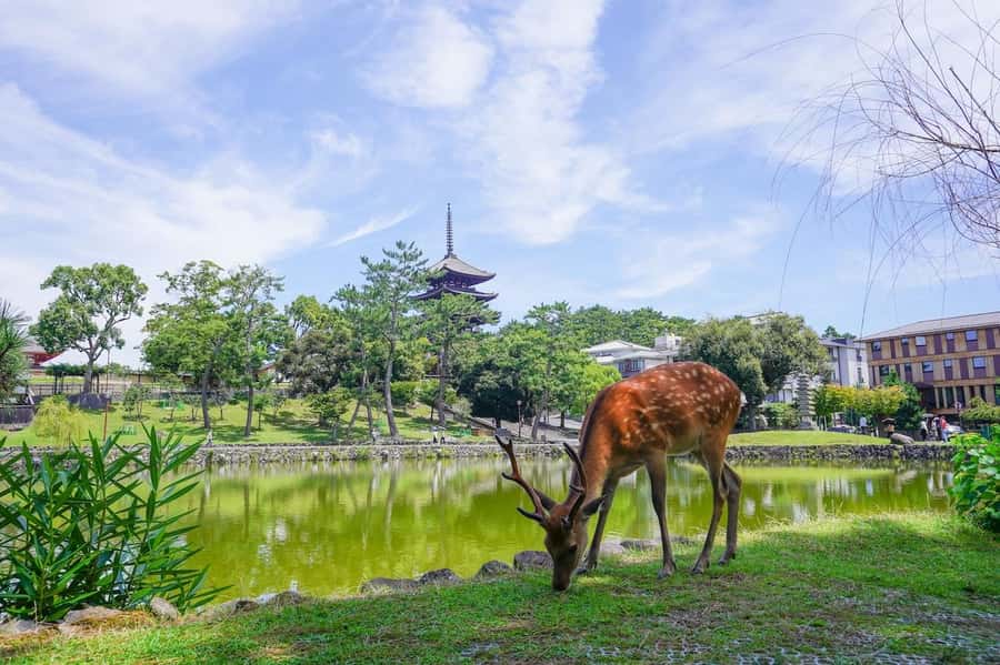 Nara: Half-Day UNESCO Heritage & Local Culture Walking Tour - Kofuku-ji sets the religious stage