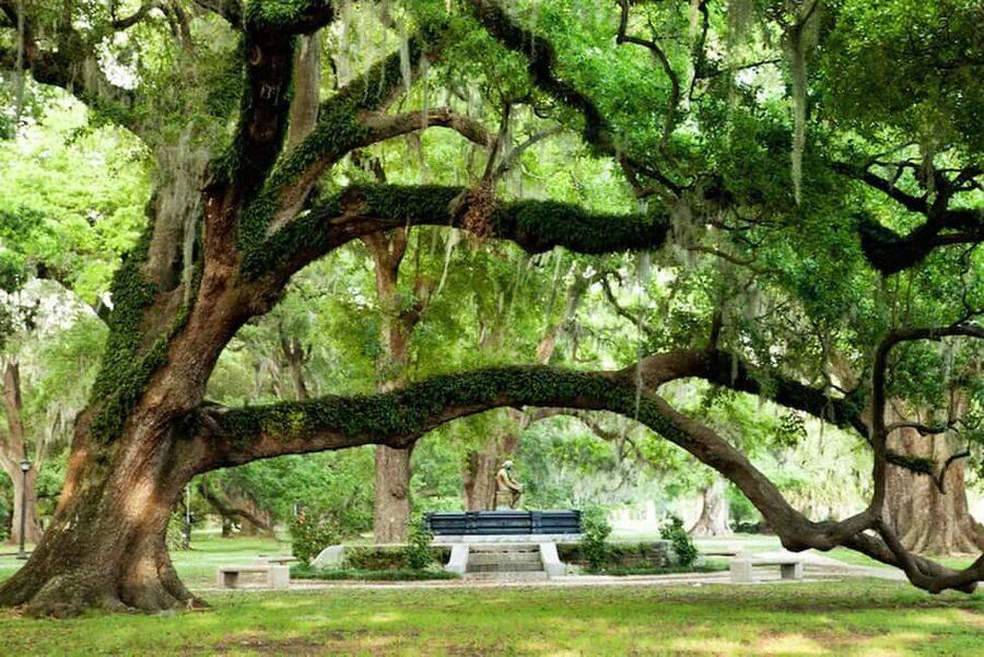 New Orleans: City and Cemetery Bus Tour Garden District Walk - Practical details that affect your morning