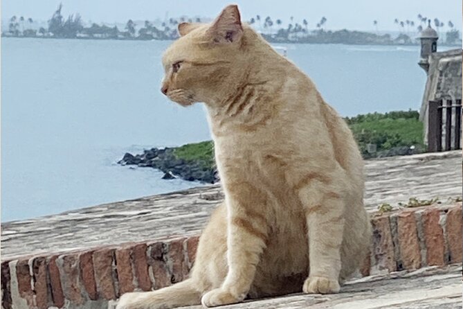 Old San Juan City Walking Tour - Reading five centuries of history in the streets