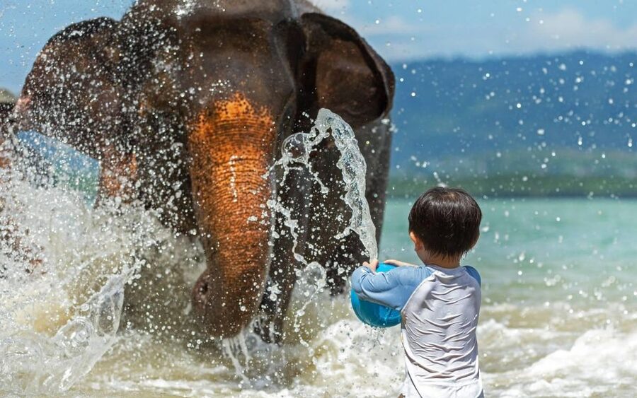 Phuket:Beach walk with elephants, rain & care. 2.5 hours - Should you book this Phuket elephant experience?