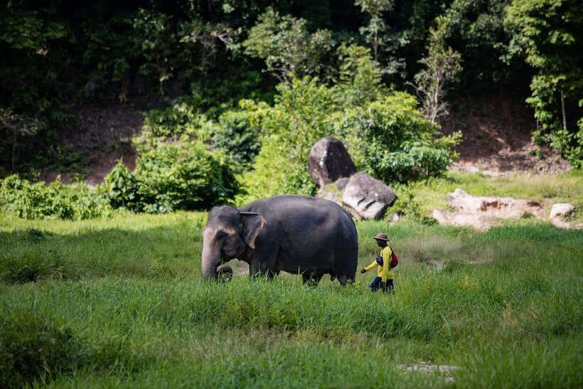Phuket: Bukit Elephant Park Sanctuary Walk and Feed Tour - Why Bukit feels different from a standard elephant show