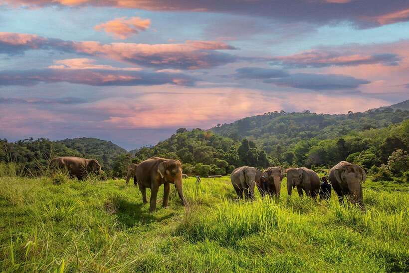 Phuket: Bukit Elephant Park Sanctuary Walk and Feed Tour - Arriving by shared van from Phuket hotels