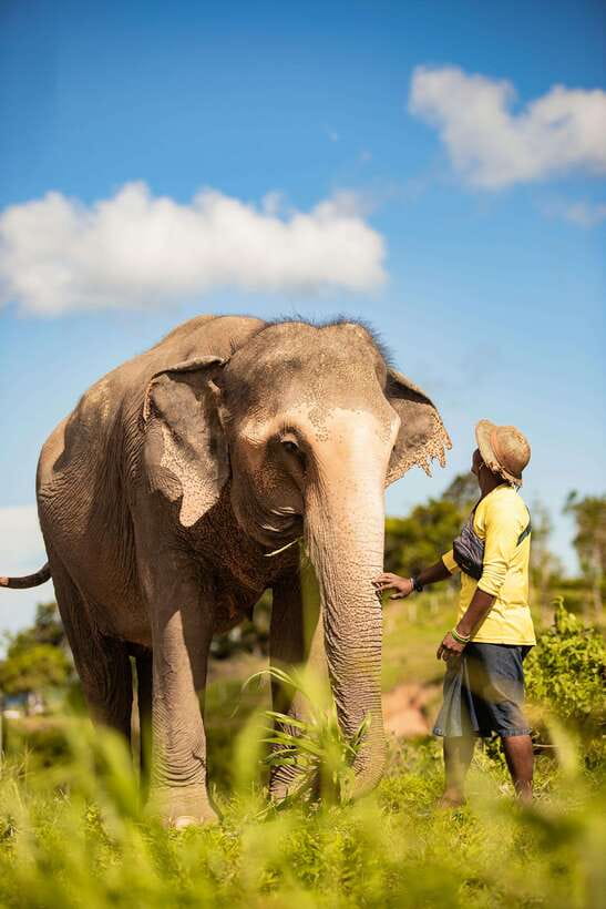 Phuket: Bukit Elephant Park Sanctuary Walk and Feed Tour - Walking through the park with the elephants