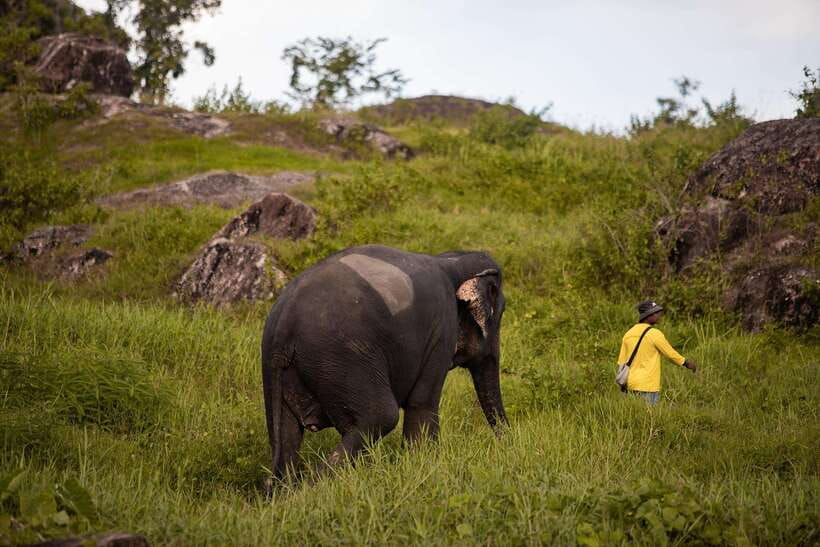 Phuket: Bukit Elephant Park Sanctuary Walk and Feed Tour - Learning each elephant’s story