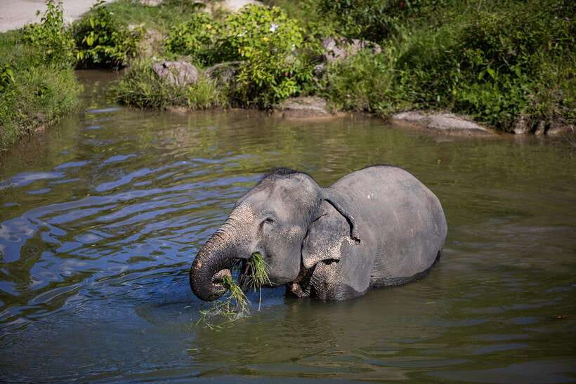 Phuket: Bukit Elephant Park Sanctuary Walk and Feed Tour - Useful planning details before you go