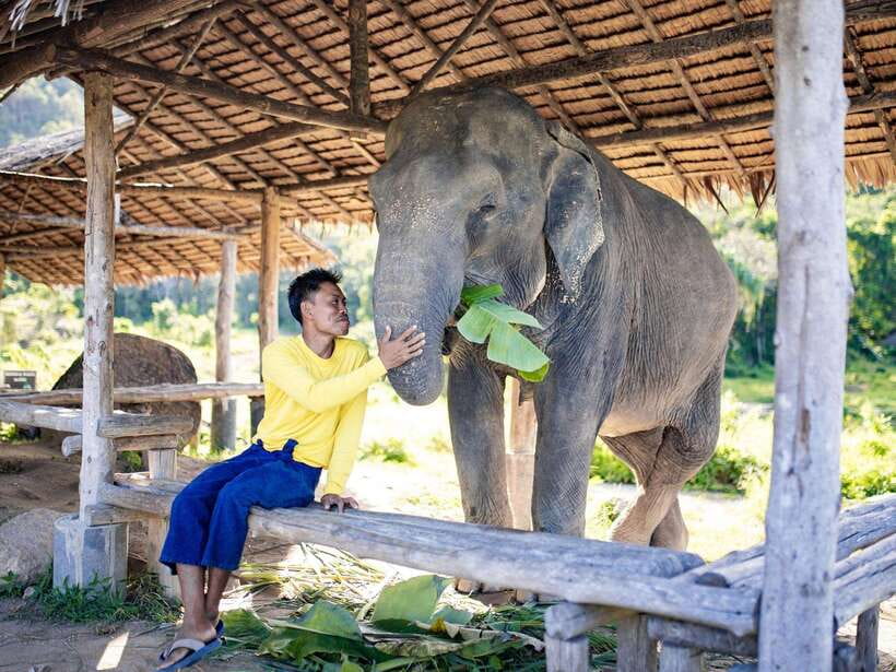 Phuket: Bukit Elephant Park Sanctuary Walk and Feed Tour - Should you book Bukit Elephant Park?