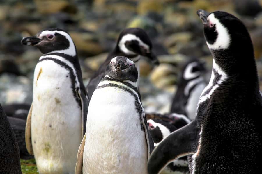 Punta Arenas: Magdalena Island Navigation & Penguin Walk - Key details before you book