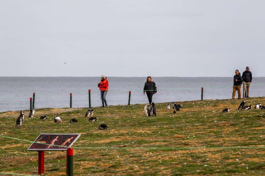 Punta Arenas: Magdalena Island Navigation & Penguin Walk - What happens on the boat to the island