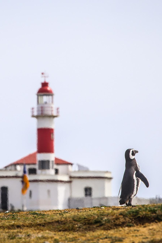 Punta Arenas: Magdalena Island Navigation & Penguin Walk - The other birds sharing Magdalena Island