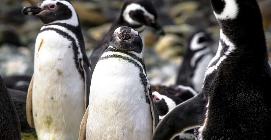 Punta Arenas: Magdalena Island Navigation & Penguin Walk - How the $209 price makes sense