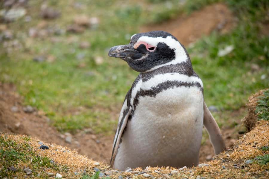 Punta Arenas: Magdalena Island Navigation & Penguin Walk - A practical plan for a smooth day