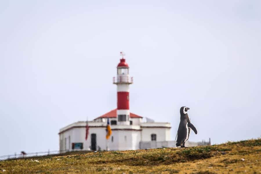 Punta Arenas: Magdalena Island Navigation & Penguin Walk - Choosing the right Punta Arenas departure